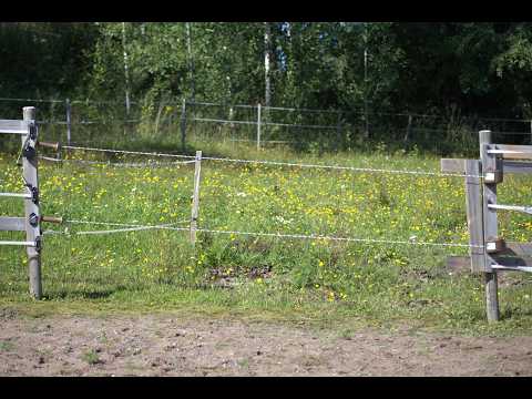HayTime Dual Gate